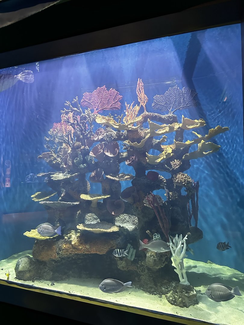 Reef Tank