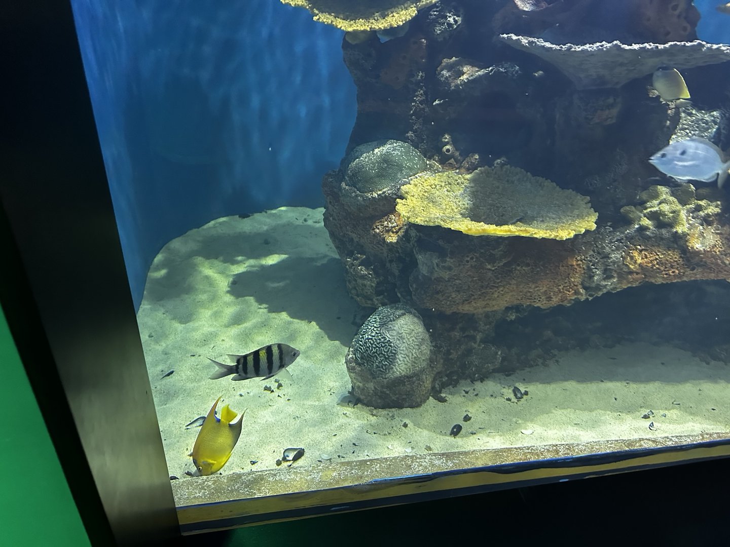 Reef Tank