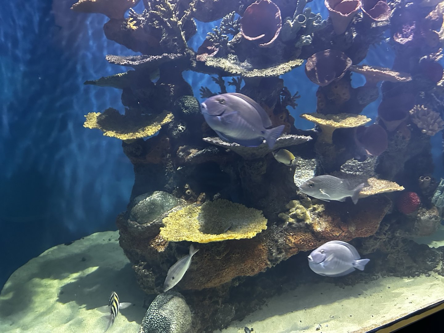 Reef Tank