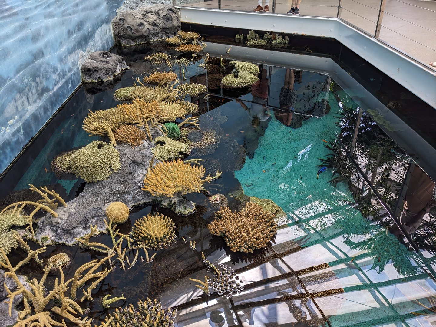 Reef Tank