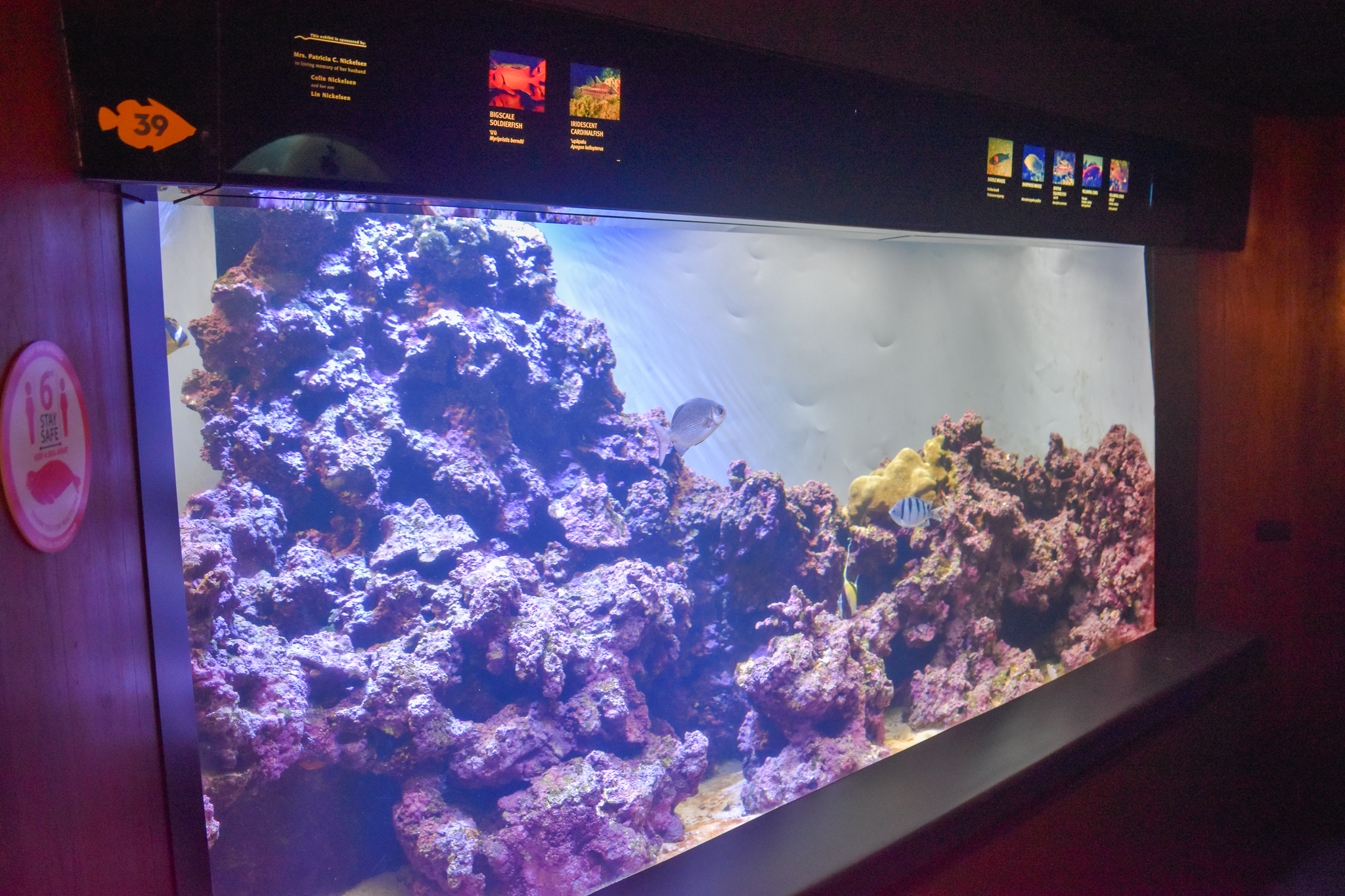 Reef tank