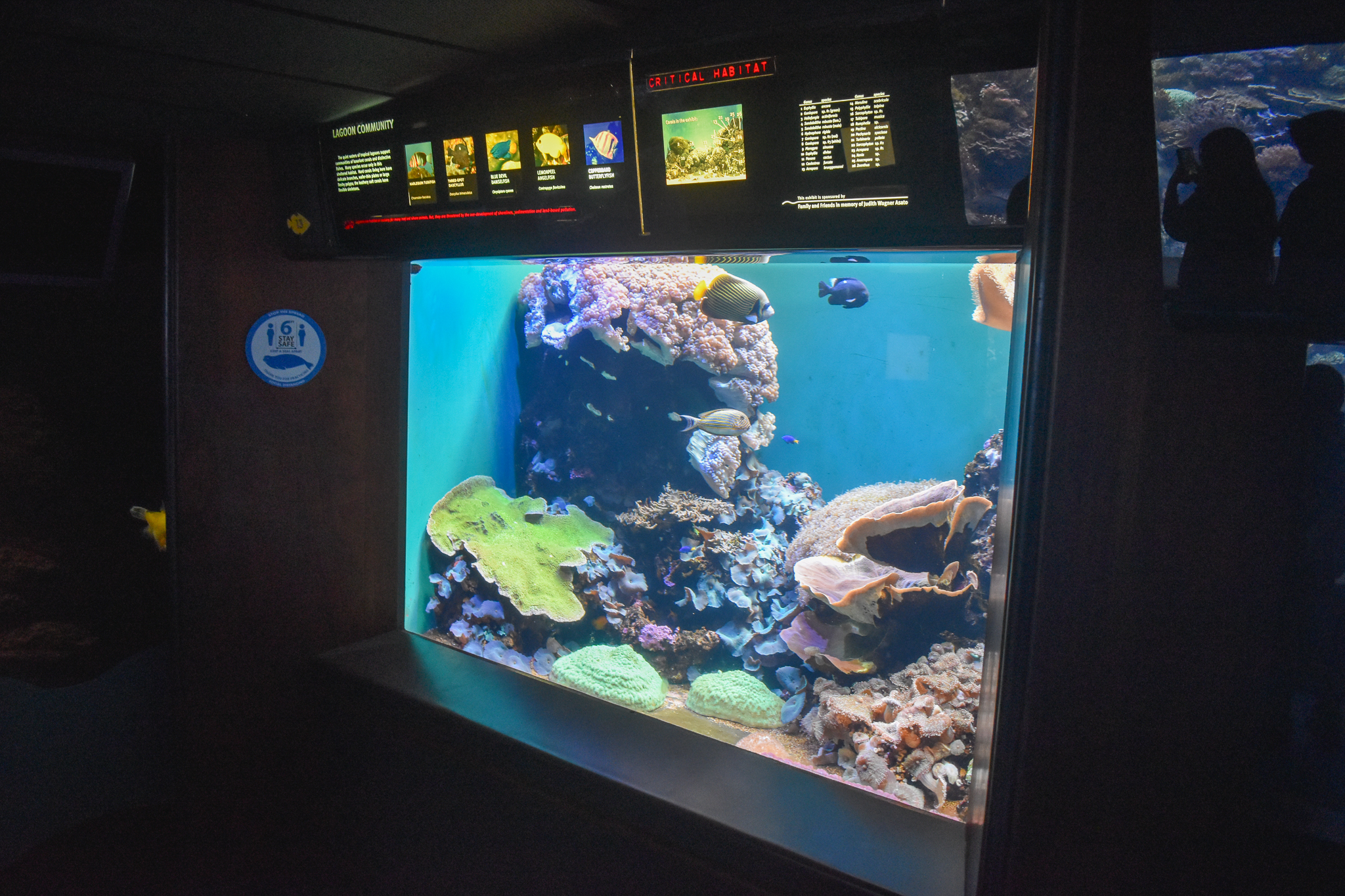 Reef tank