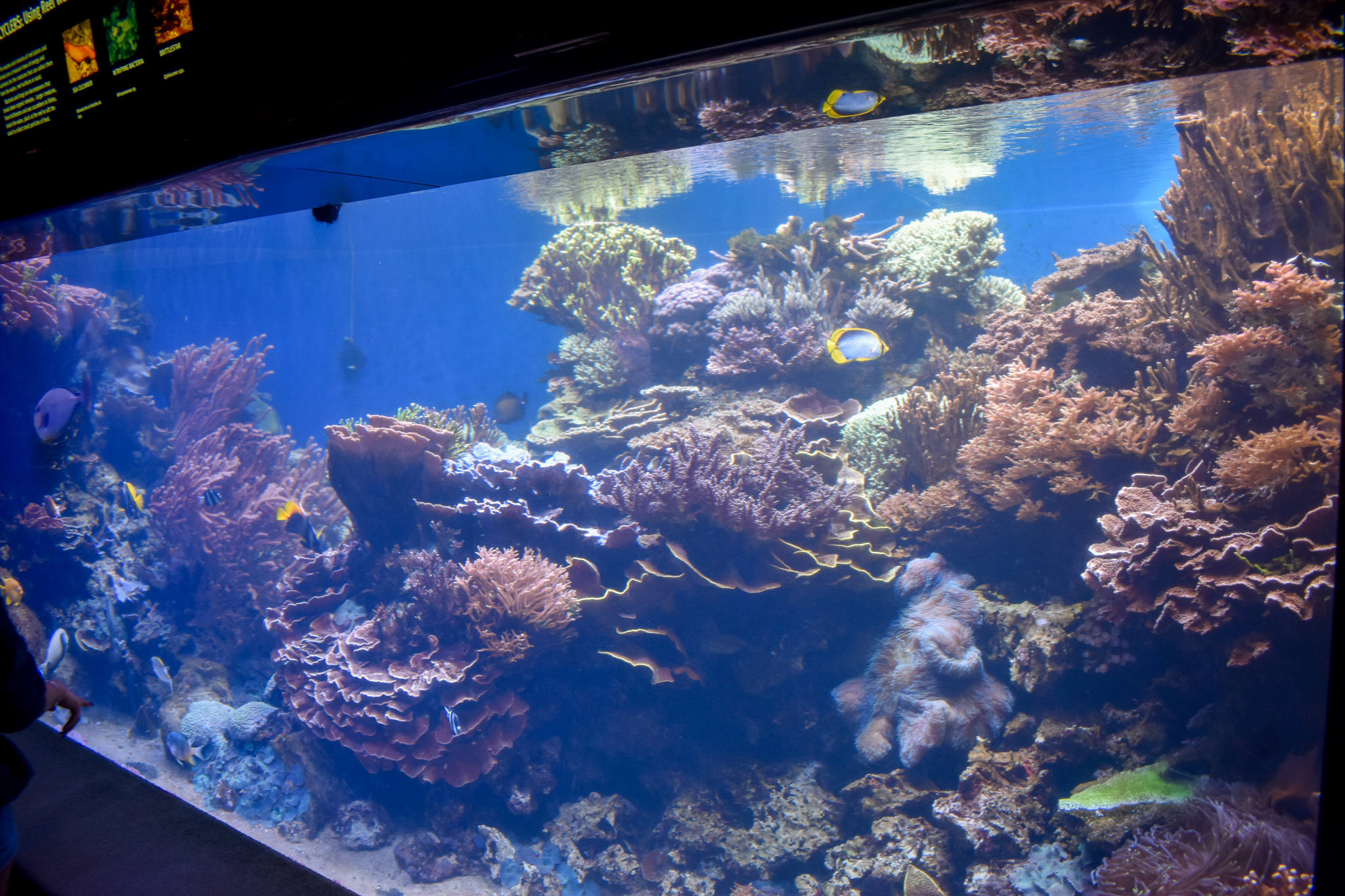 Reef tank