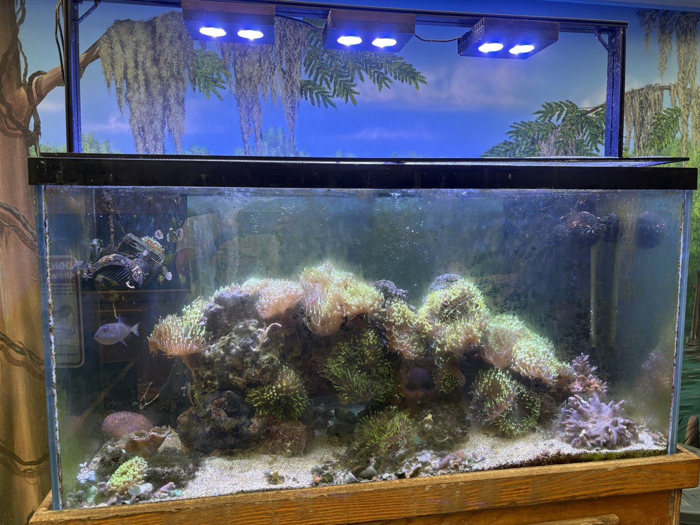 Reef tank