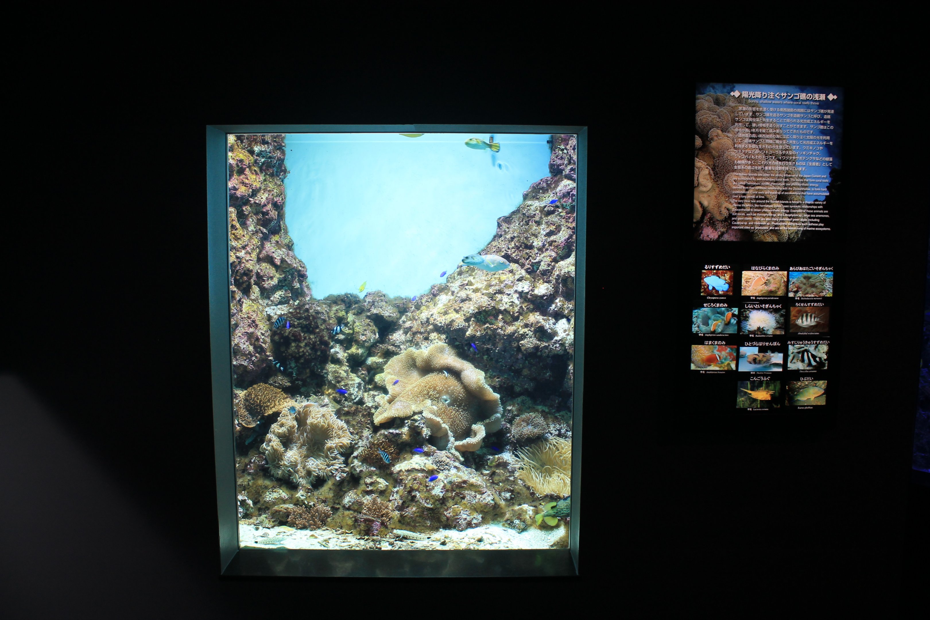 Reef tank