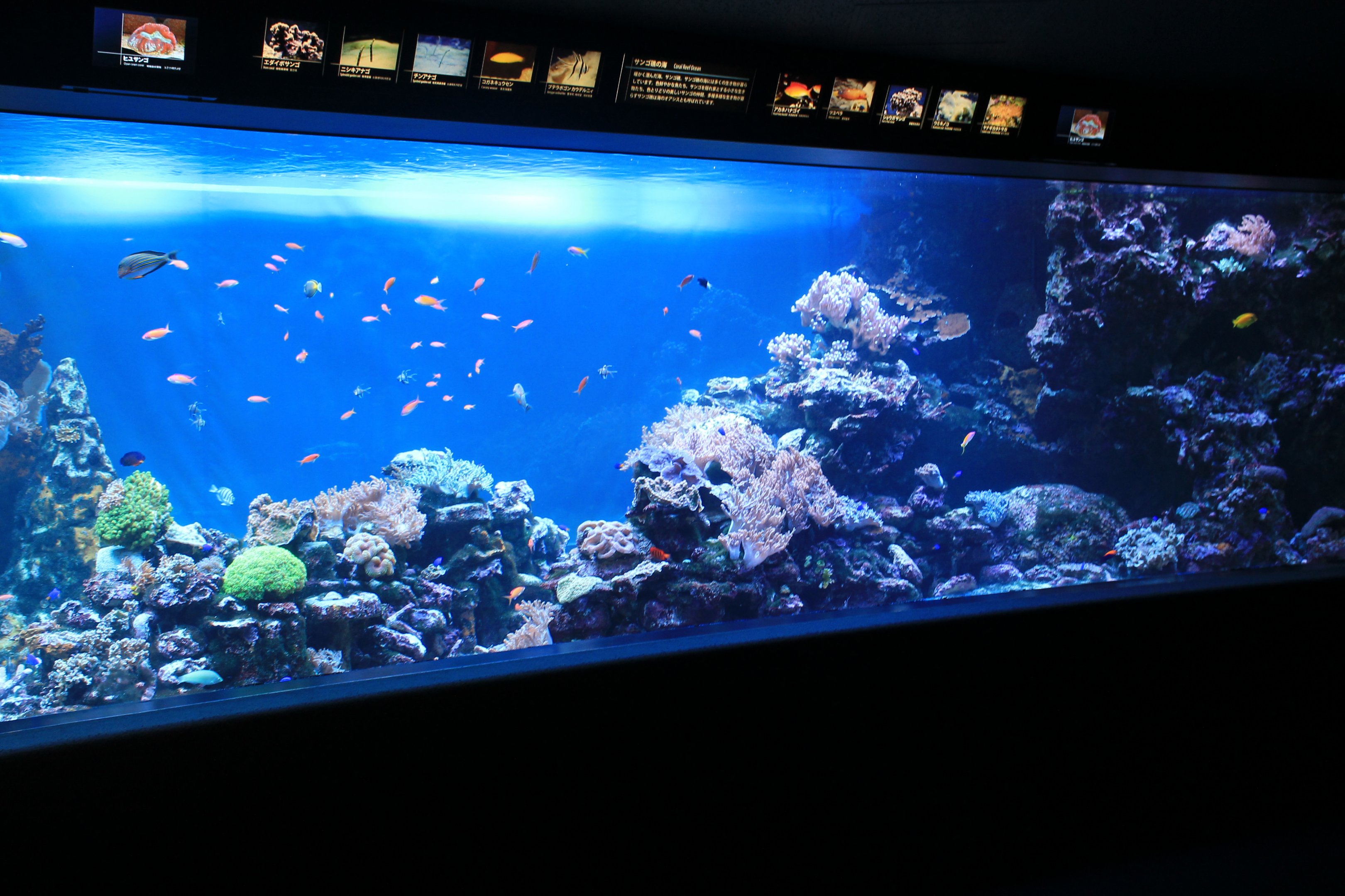 Reef tank