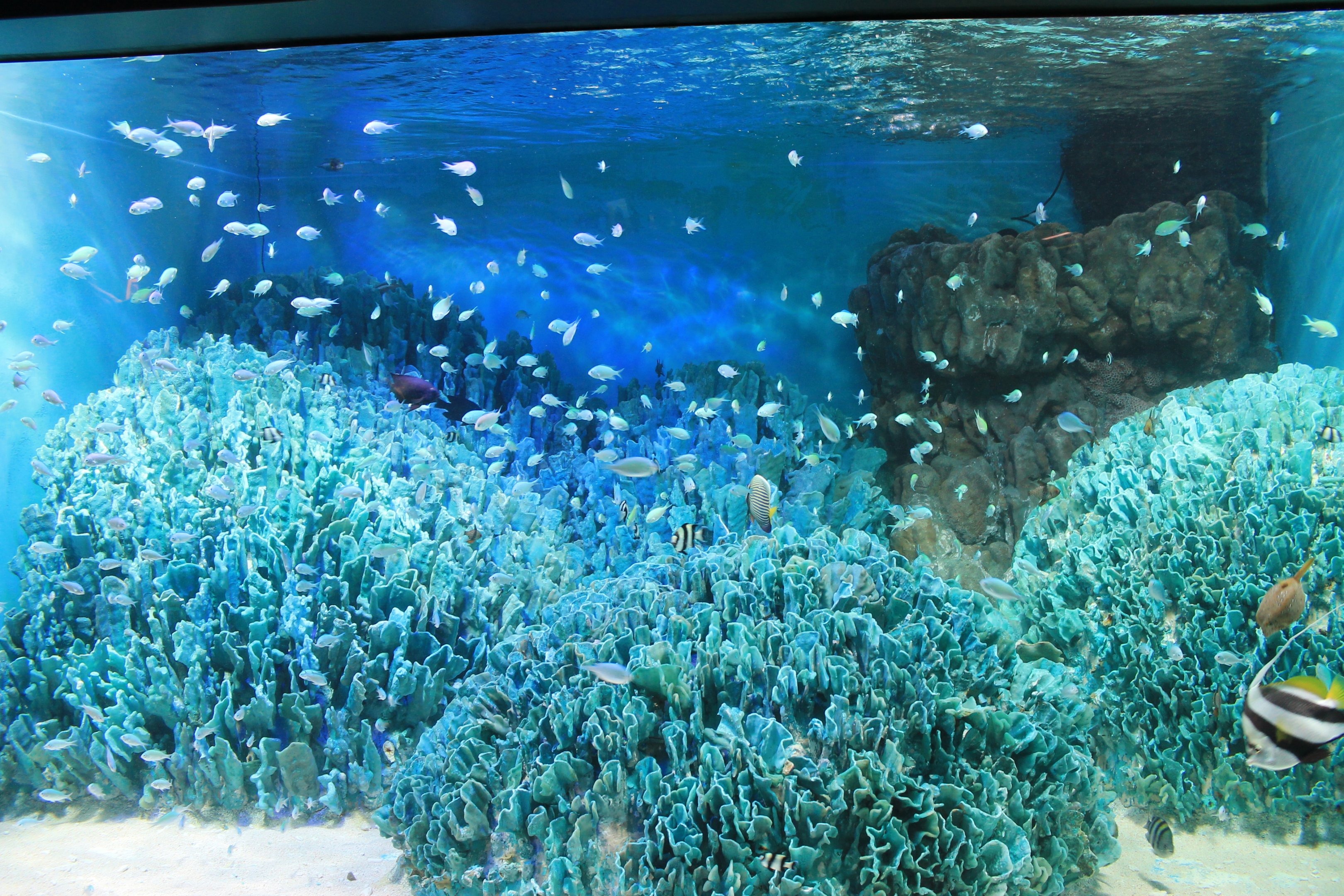 Reef tank