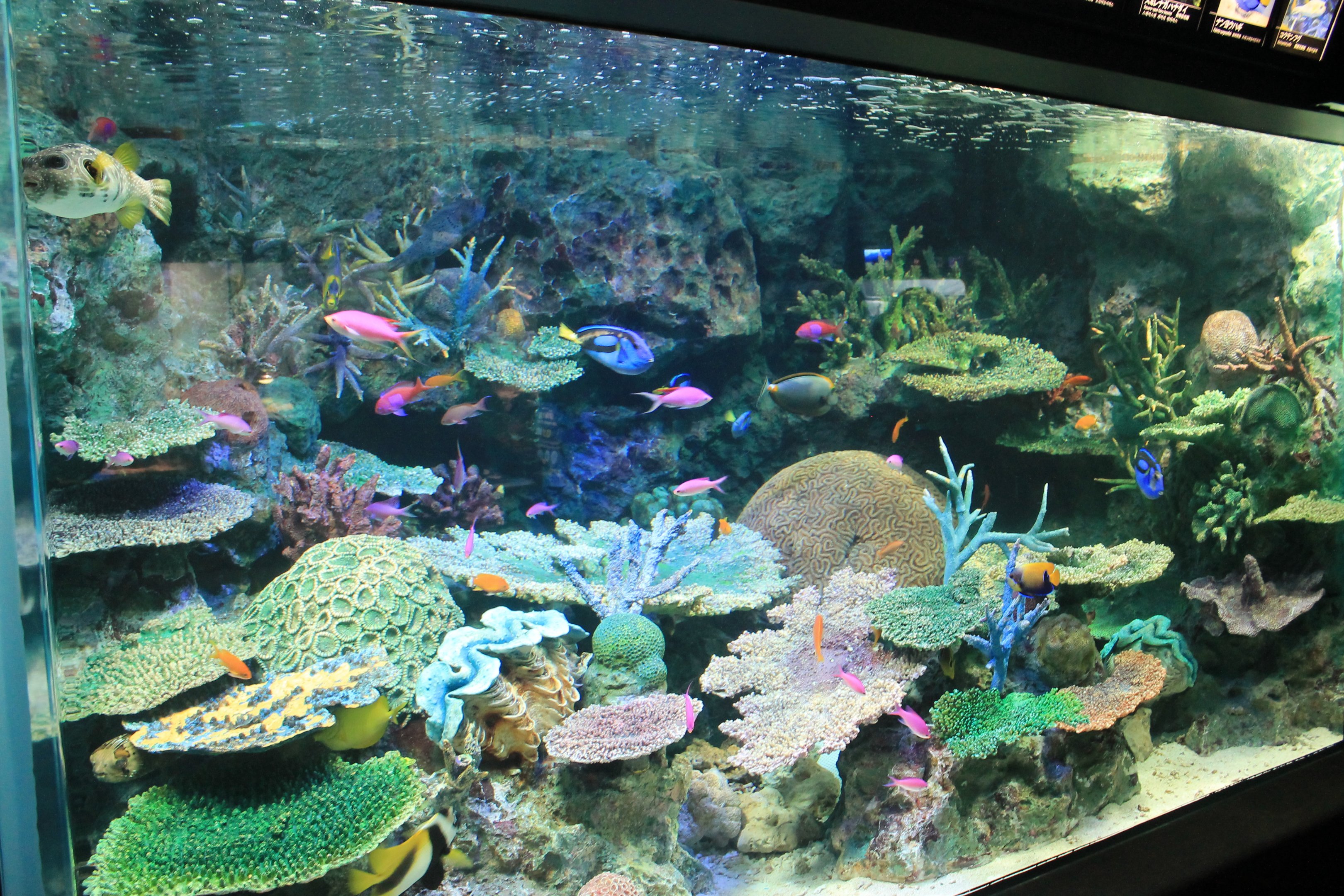 Reef tank