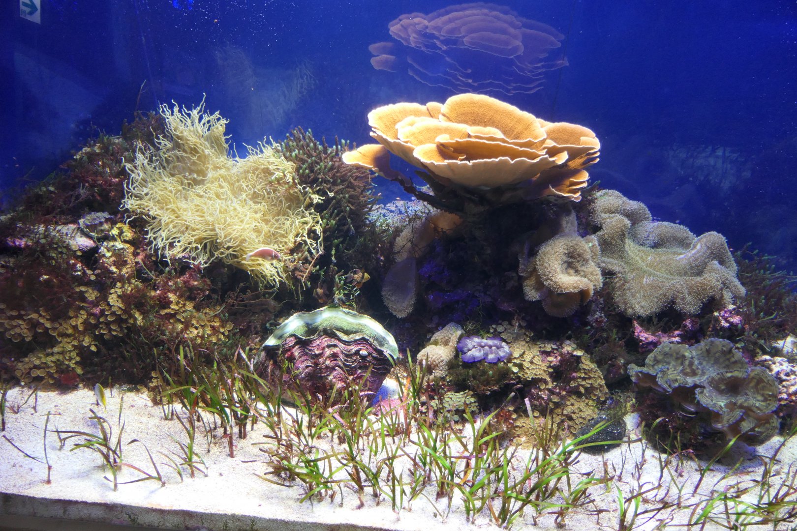 Reef tank