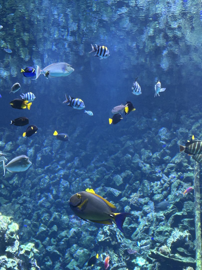 Reef Tank
