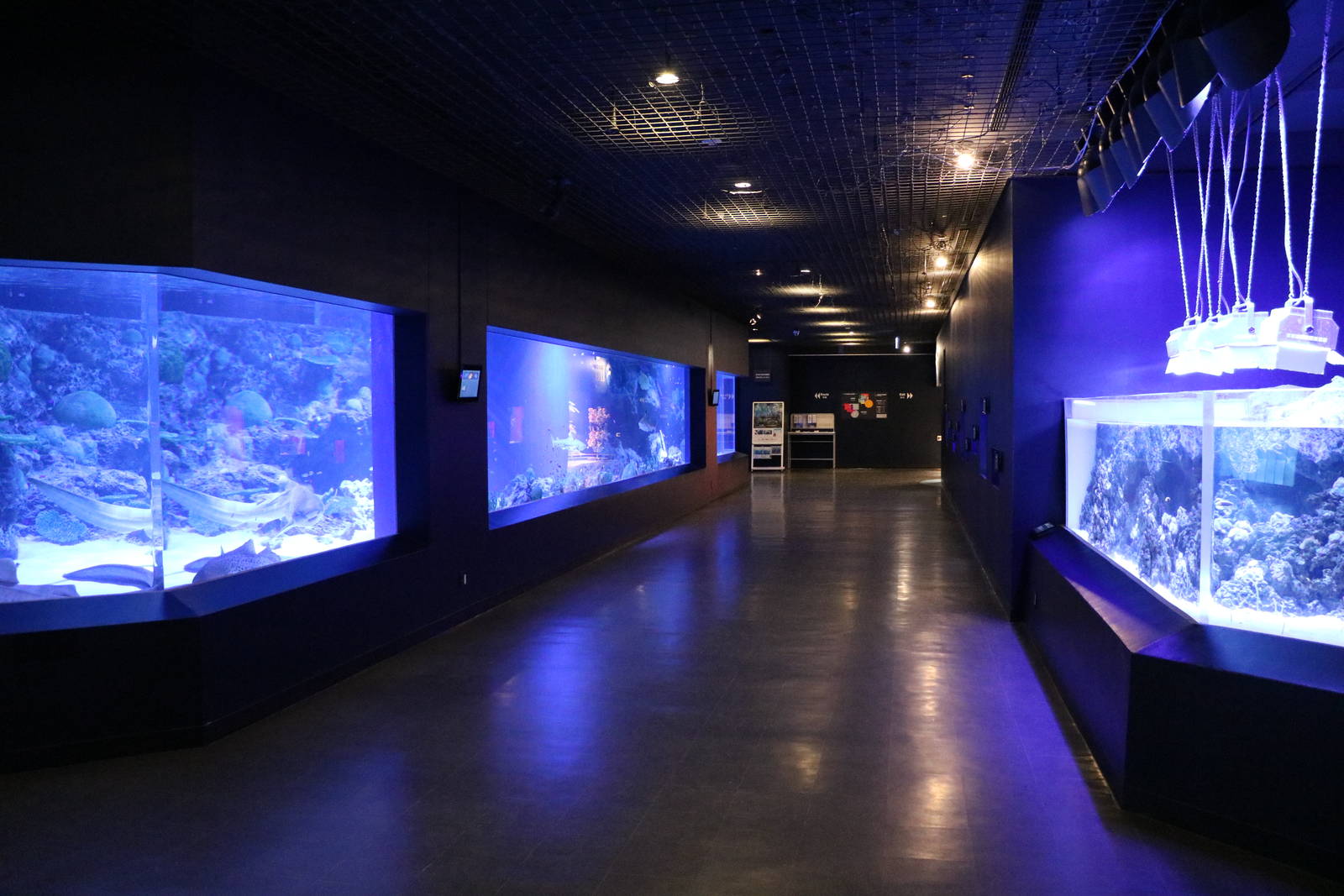 Reef tanks - EPSON Aqua Park, February 2016