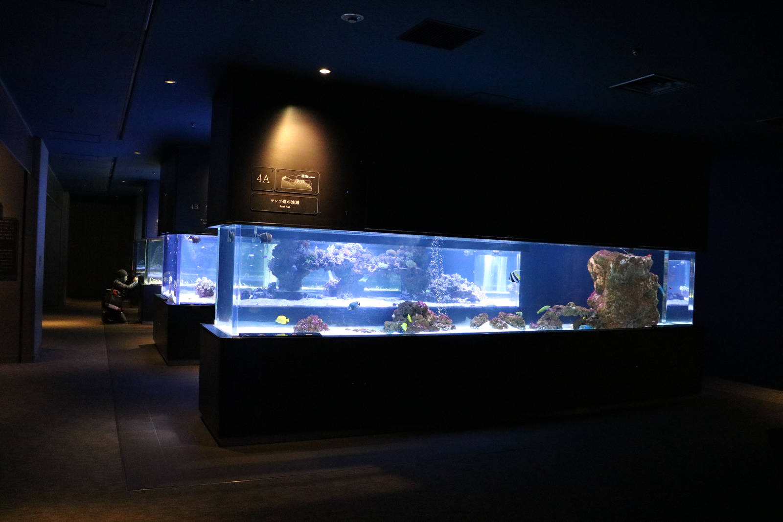 Reef tanks, February 2016