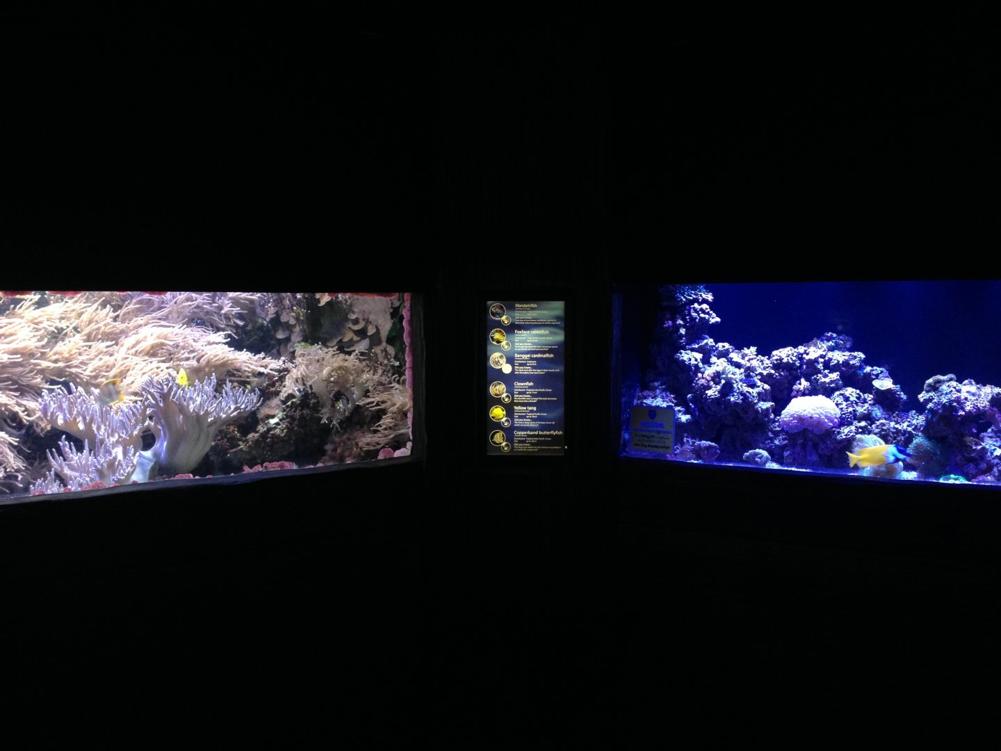 Reef tanks