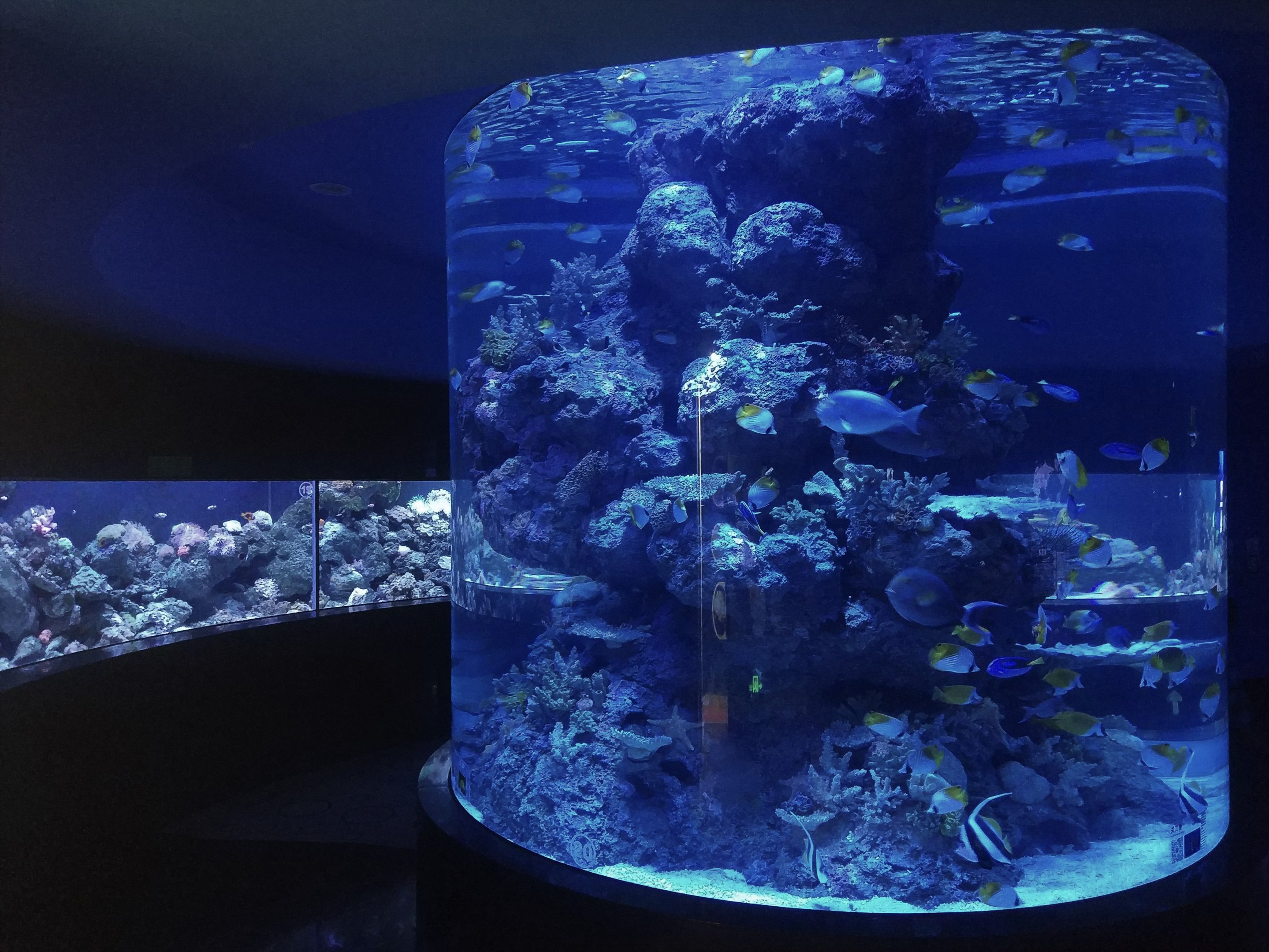 Reef Tanks