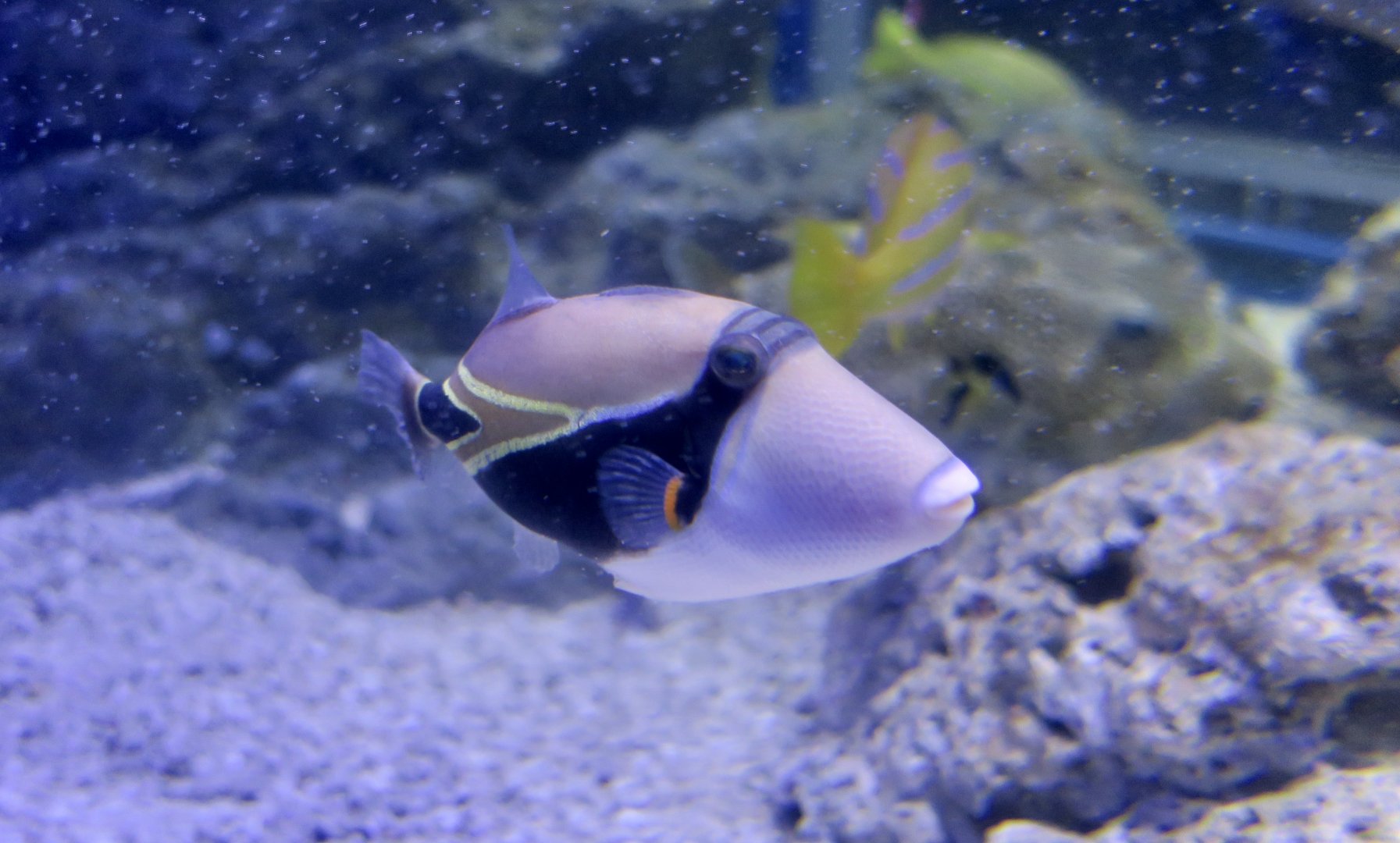 Reef Triggerfish (Rhinecanthus rectangulus)