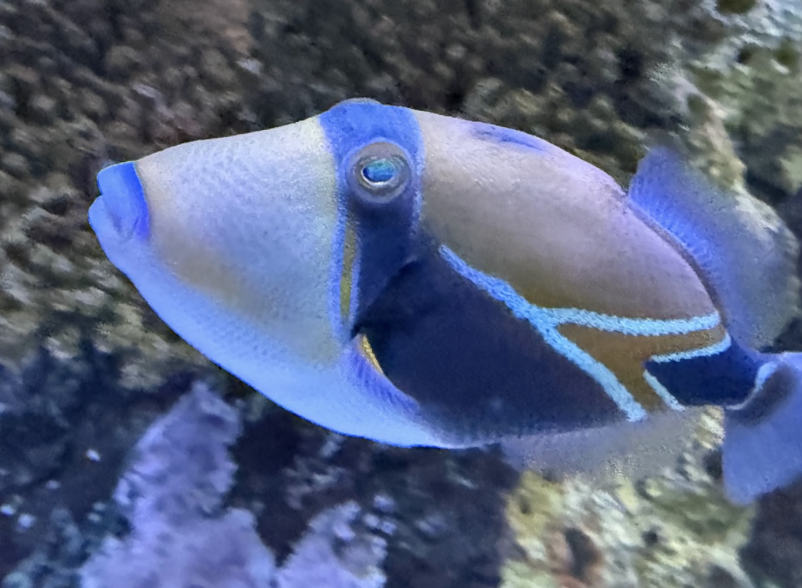 Reef Triggerfish (Rhinecanthus rectangulus)