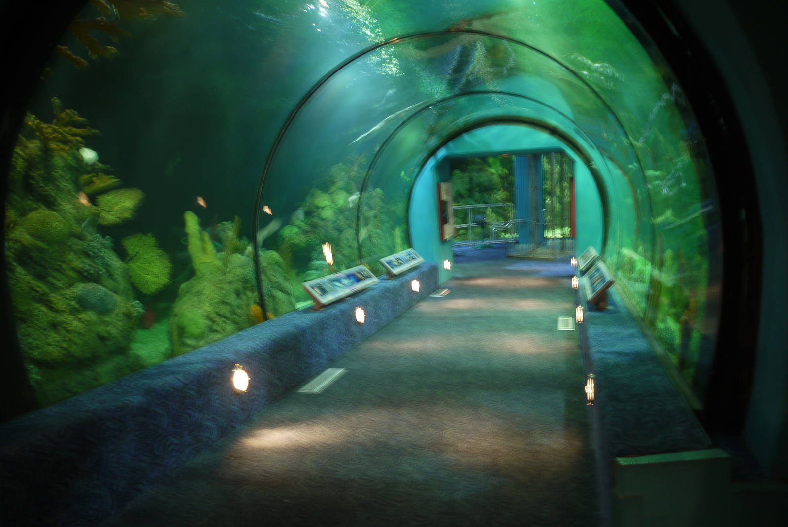 Reef tunnel