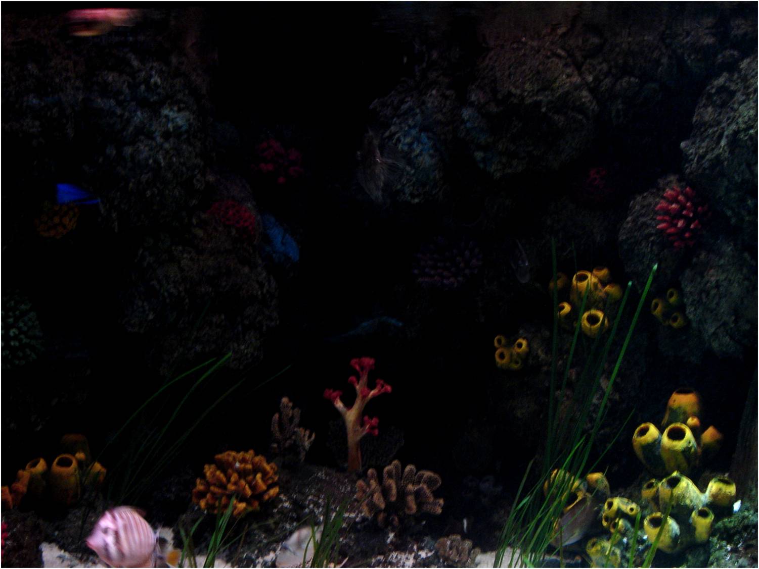 Reef View at Sea Life Porto, 21/04/11