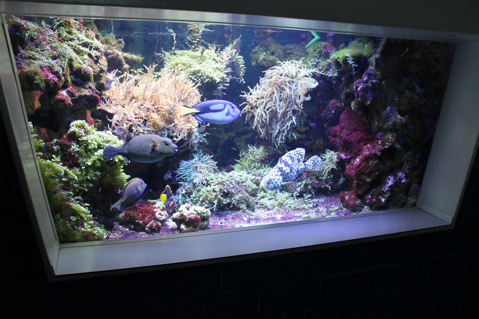 Reeffish-tank