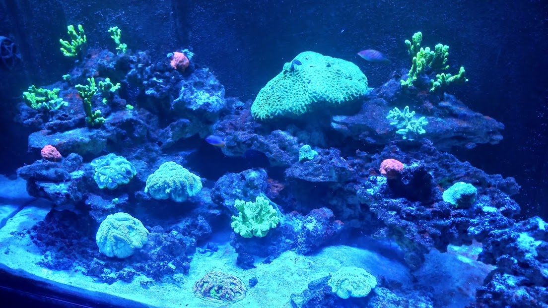 Reefs - São Paulo aquarium