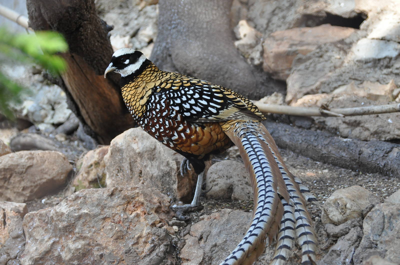 Reeve`s pheasant/ Syrmaticus reevesi