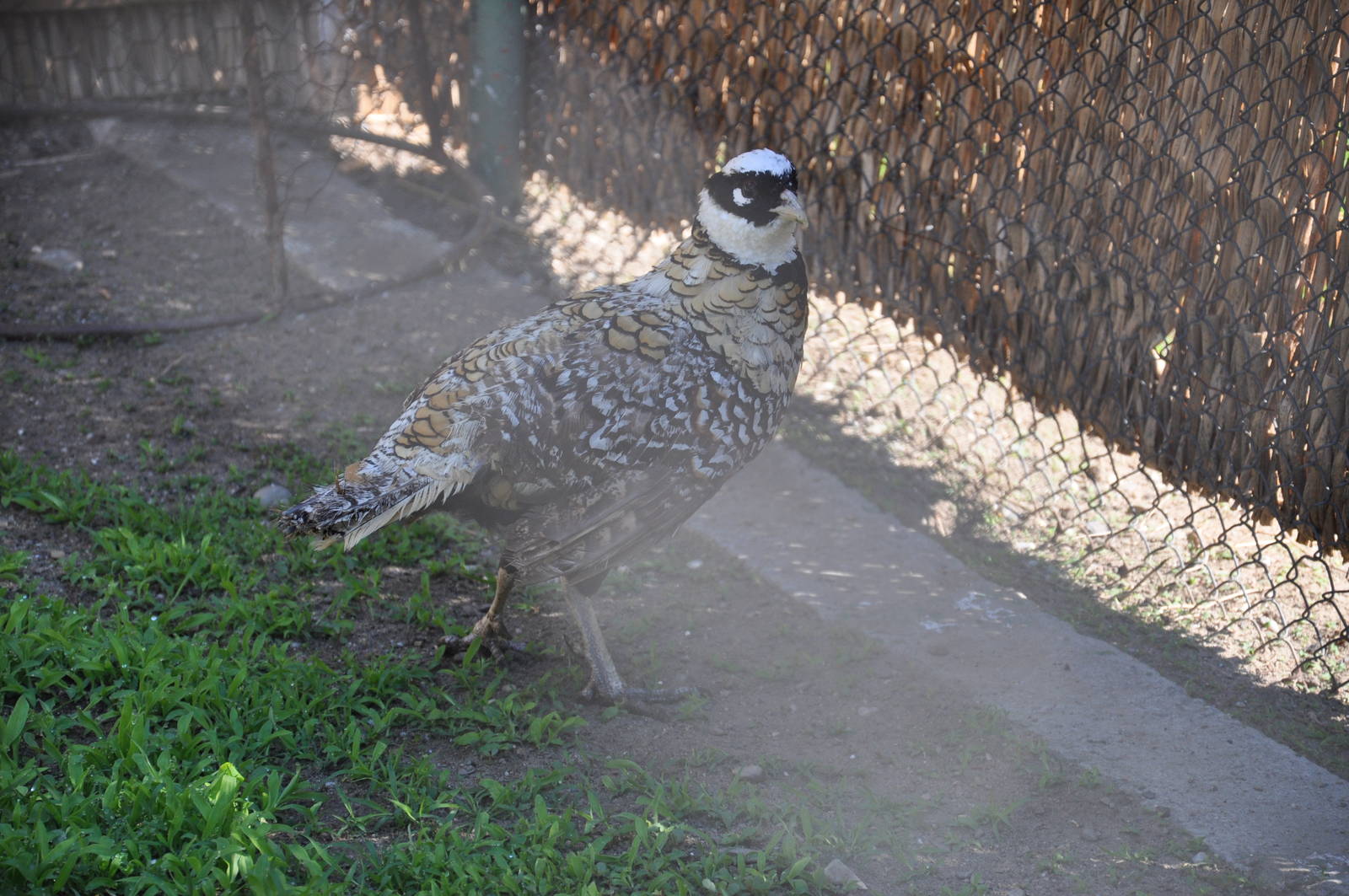 Reeve`s pheasant/ Syrmaticus reevesi