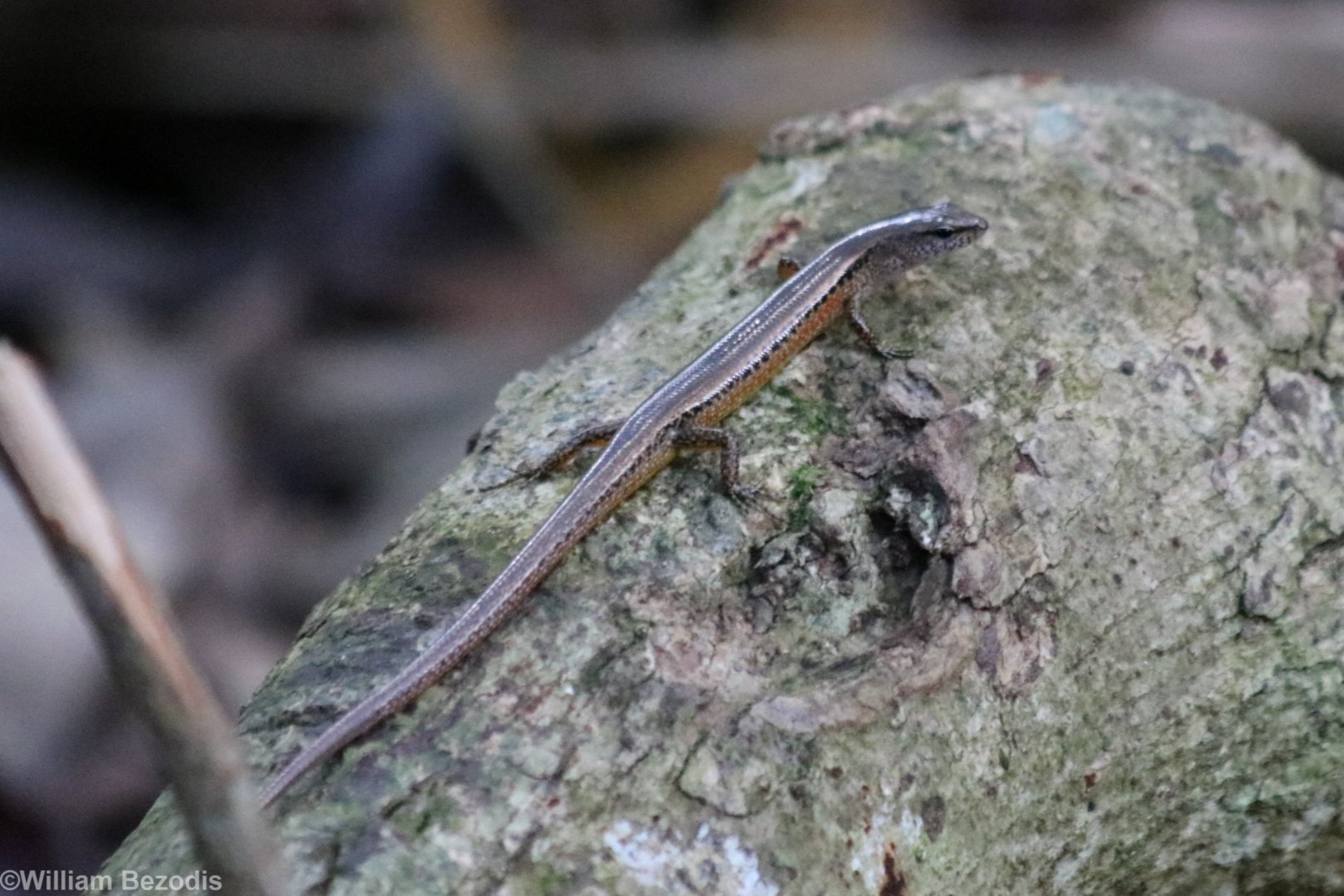 Reeve's Leaf Litter Skink - Khao Yai National Park