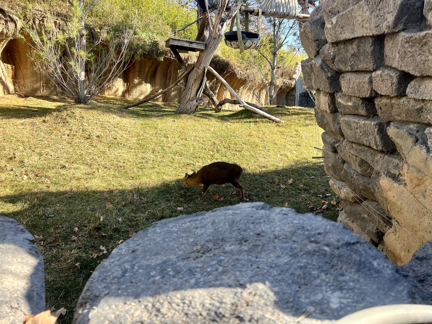 Reeves Munjact and Red Panda Exhibit