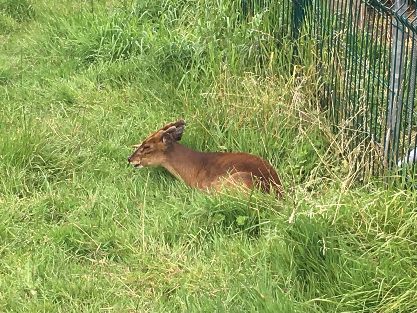 Reeves' muntjac 040817
