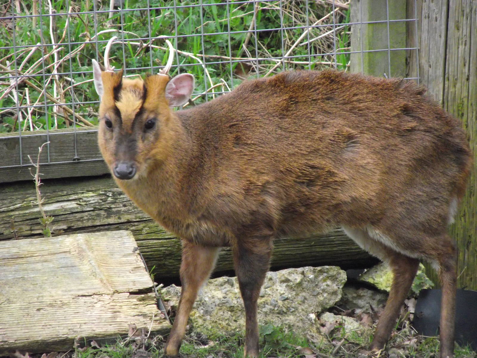 reeves' muntjac 050311