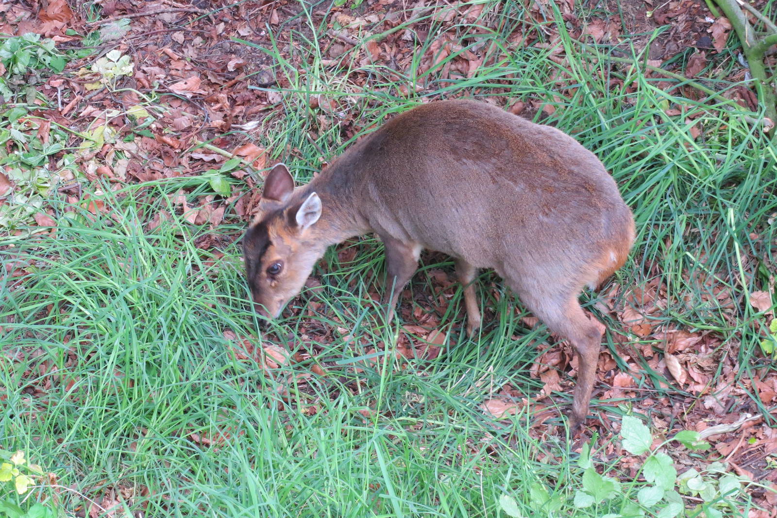 Reeves' Muntjac 060515