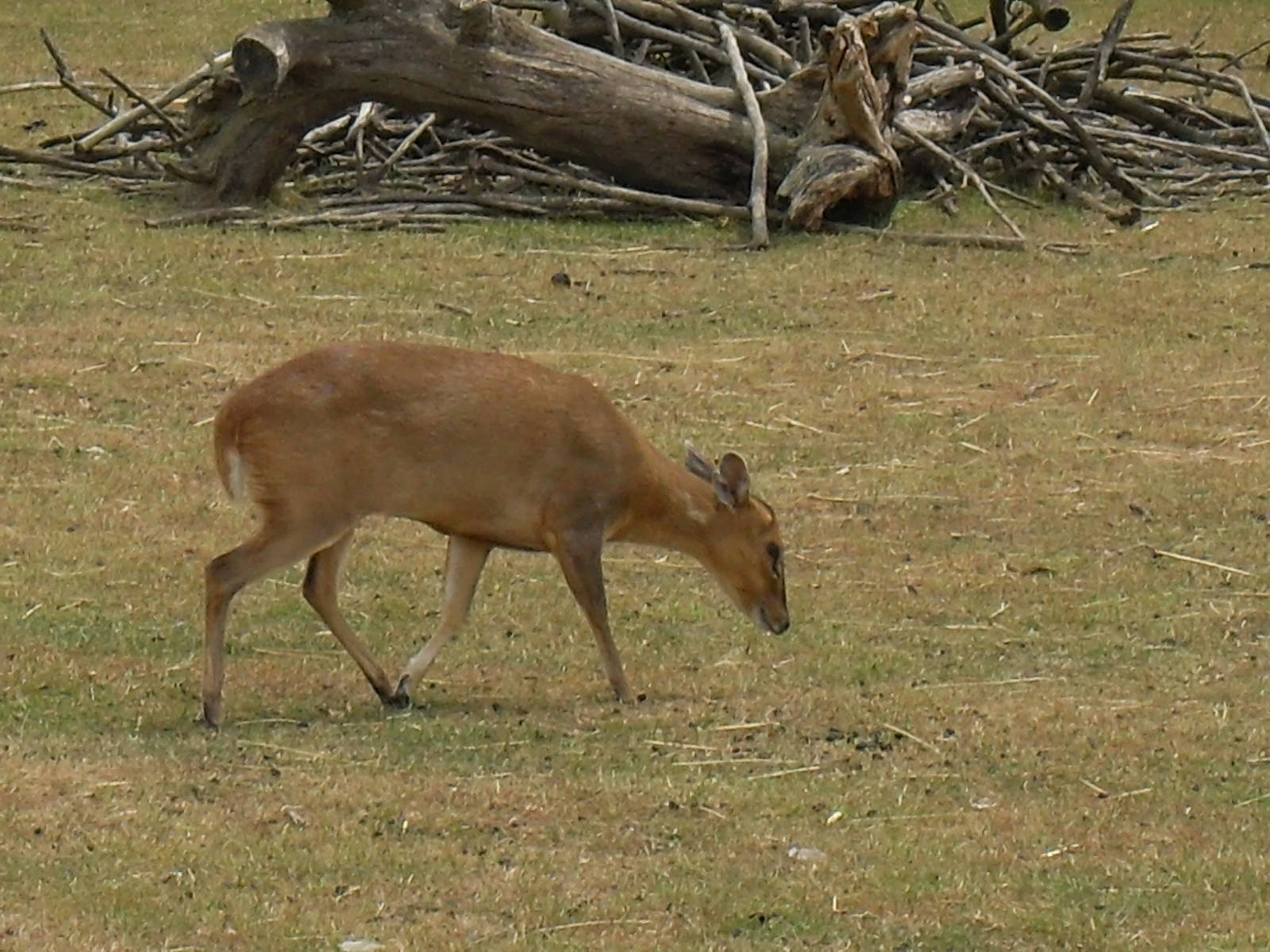 reeves muntjac 07/10