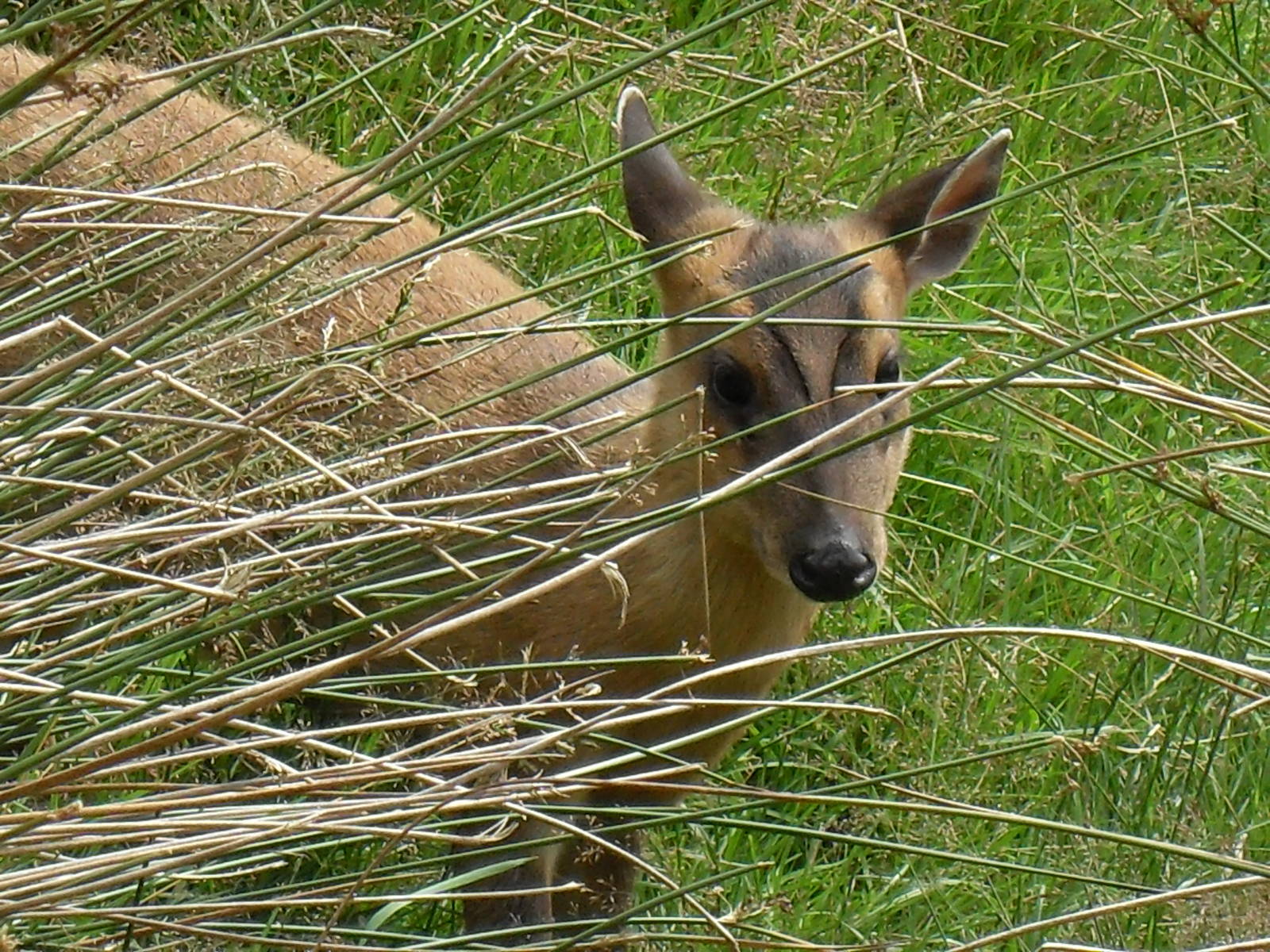 reeves muntjac 07/10