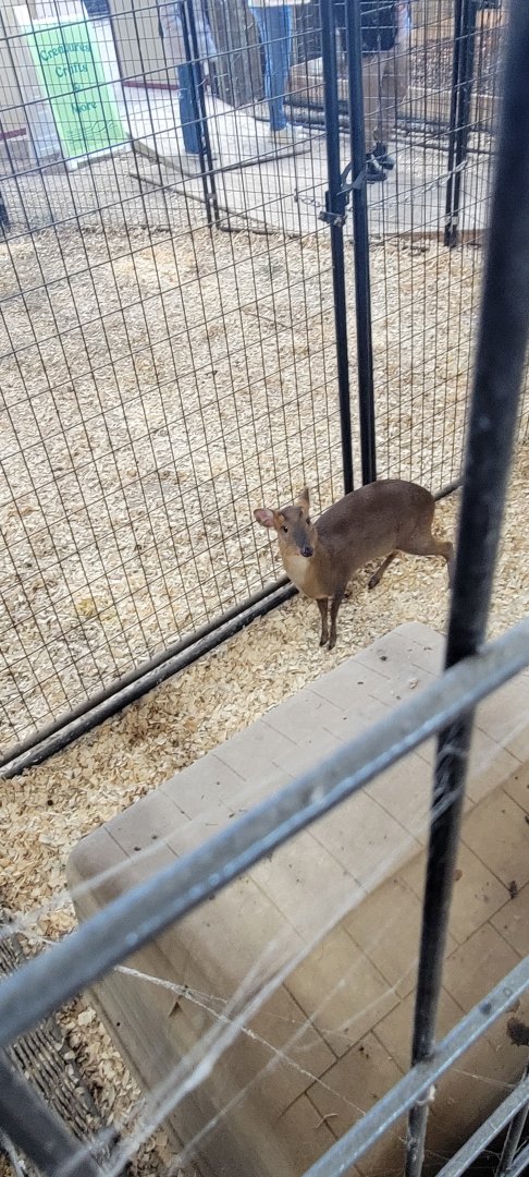 Reeves' Muntjac (1/25/25)