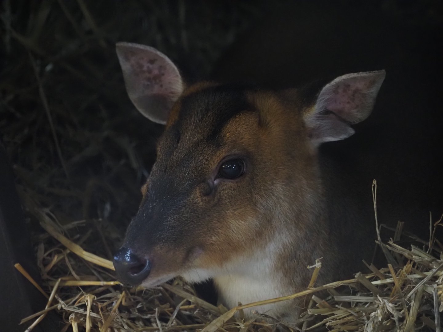 Reeve's Muntjac 1