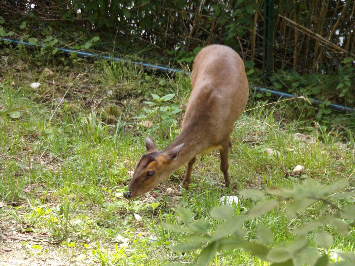Reeve’s muntjac 13.7.25