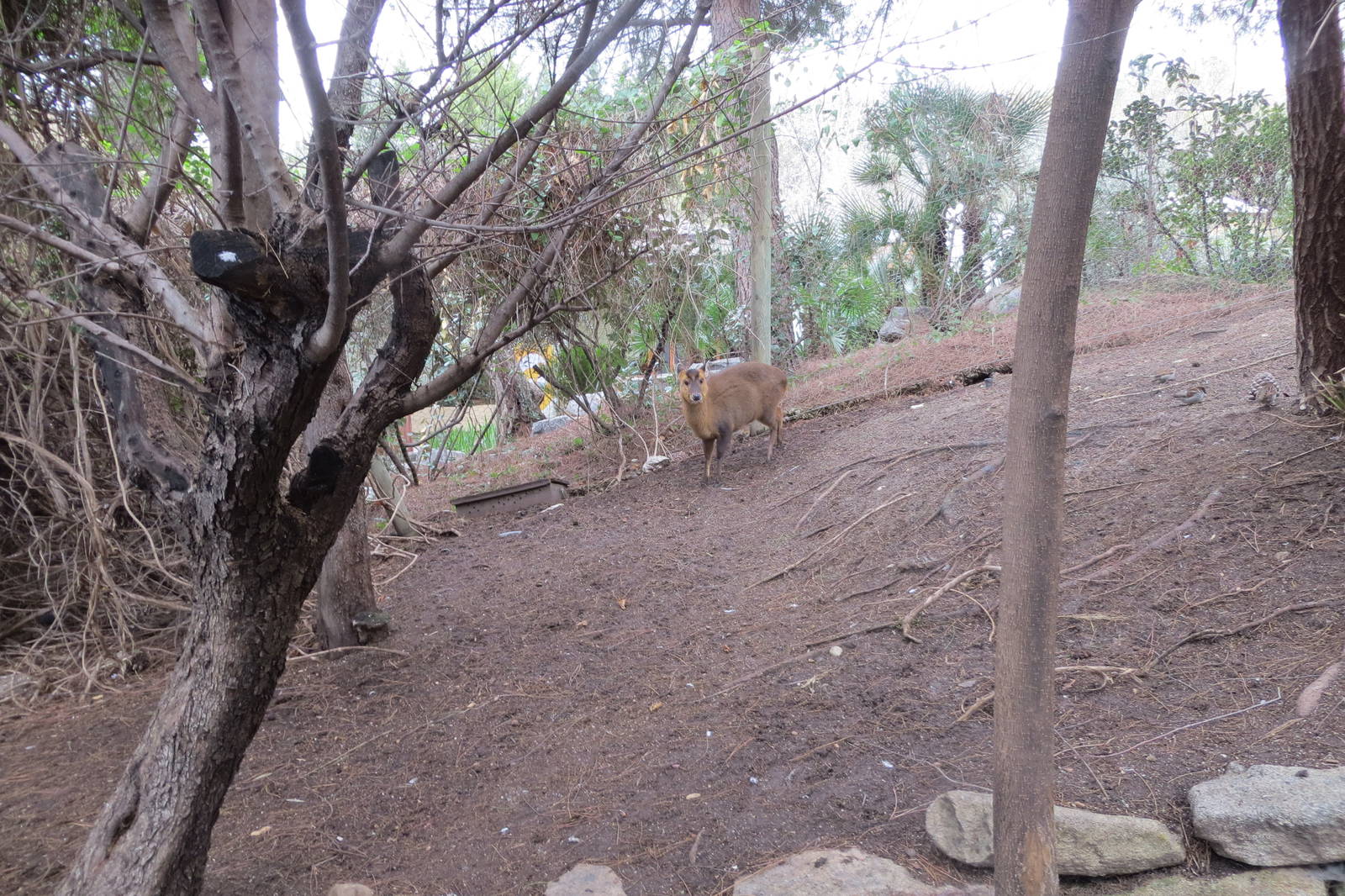 Reeves Muntjac 140216