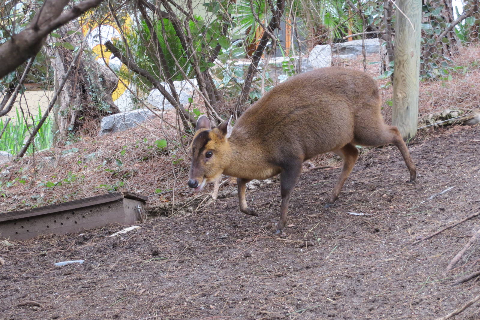 Reeves Muntjac 140216