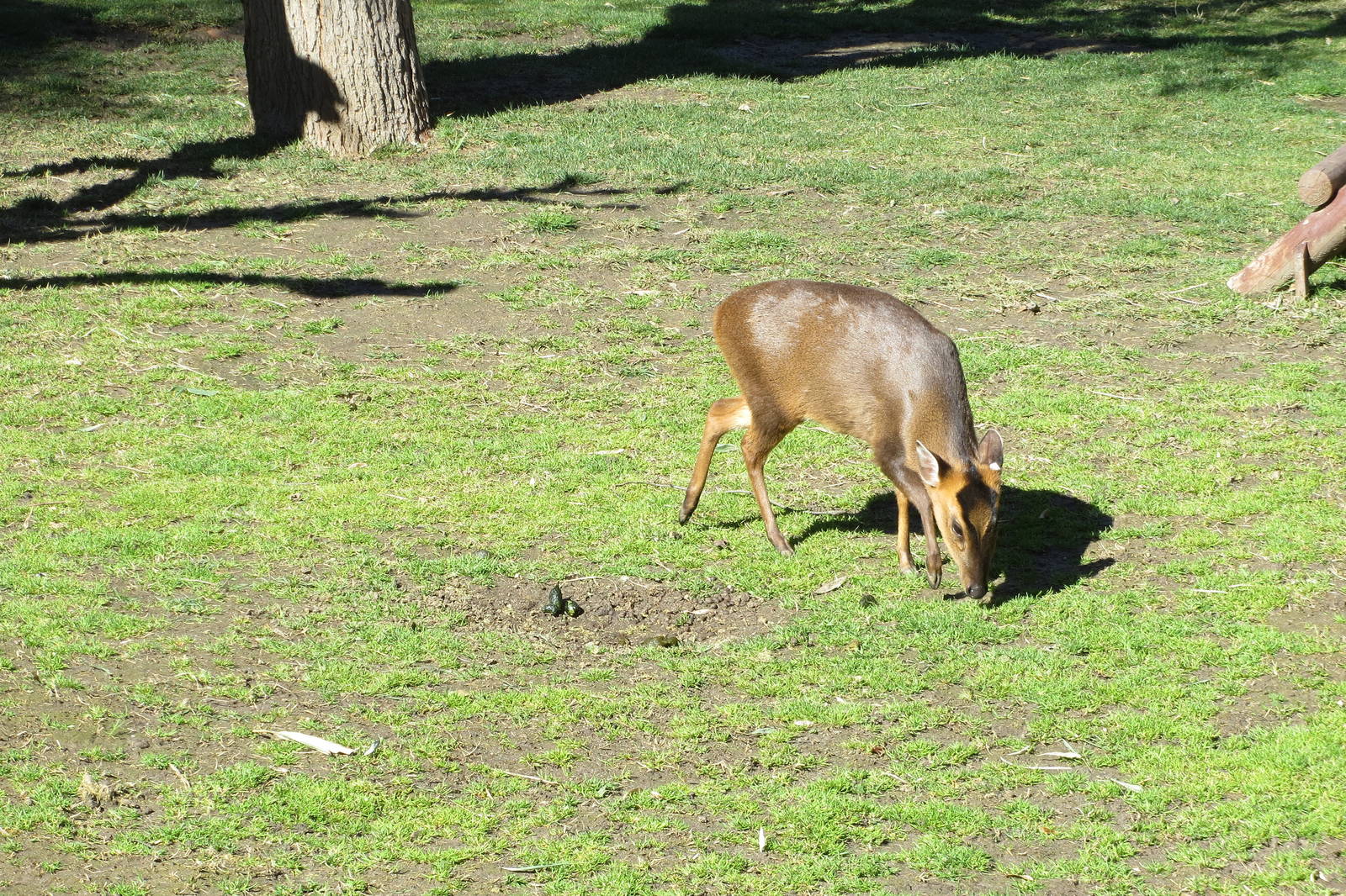 Reeves Muntjac 150216