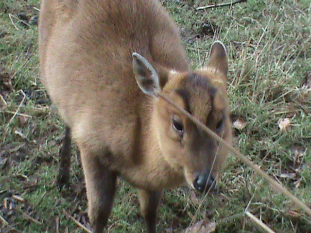 reeves' muntjac 200211