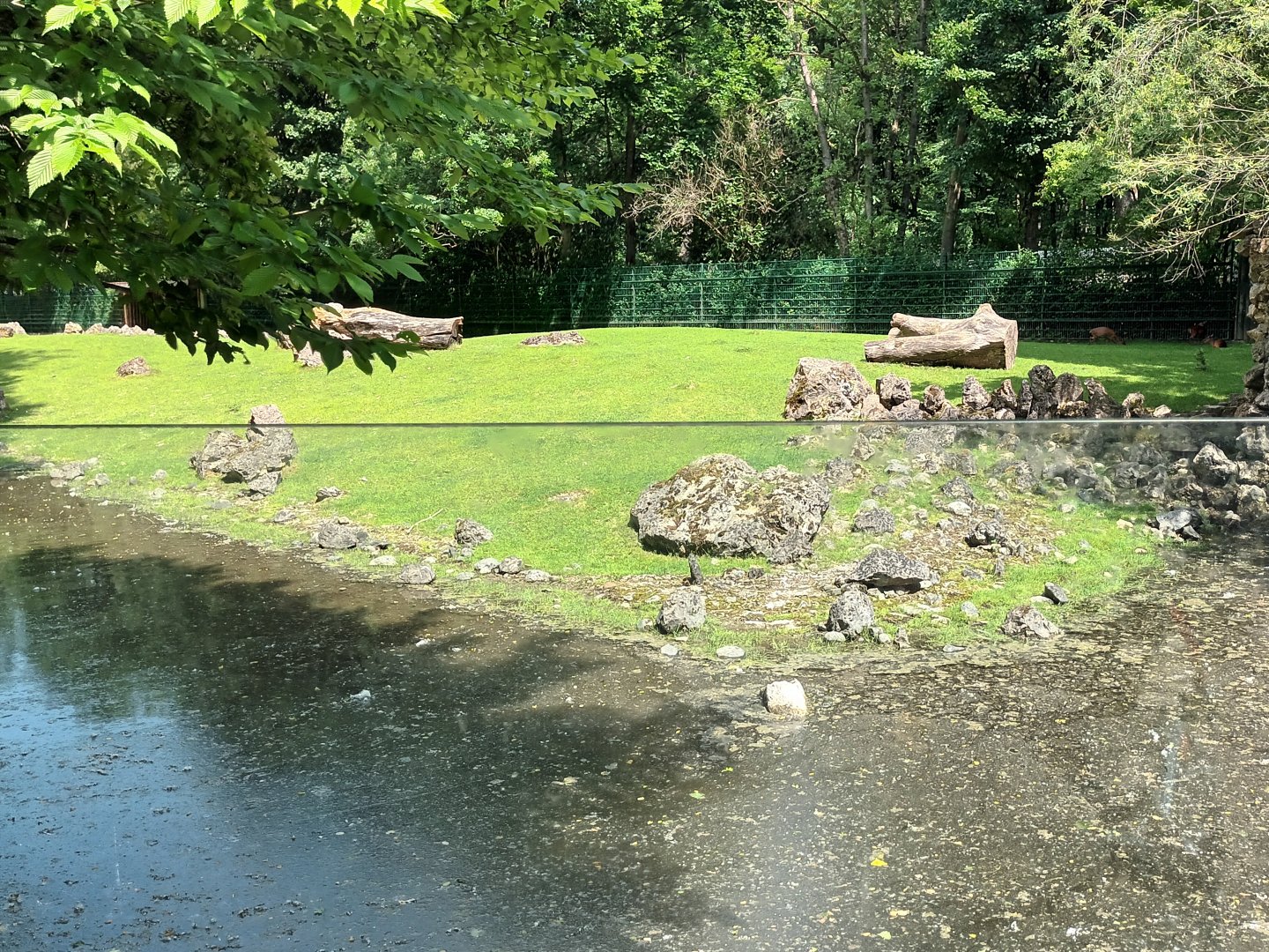 Reeves Muntjac and Golden Takin Enclosure