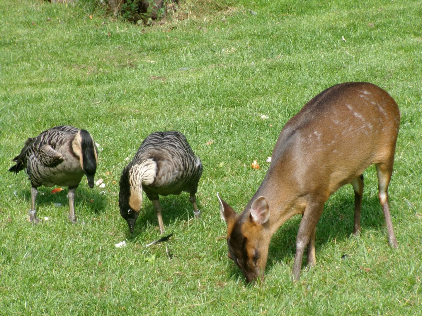 Reeves' muntjac and Hawaiian geese