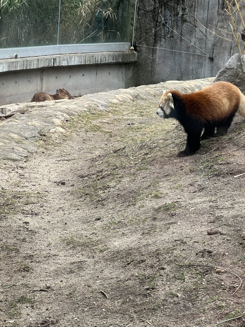 Reeve’s Muntjac and Red Panda