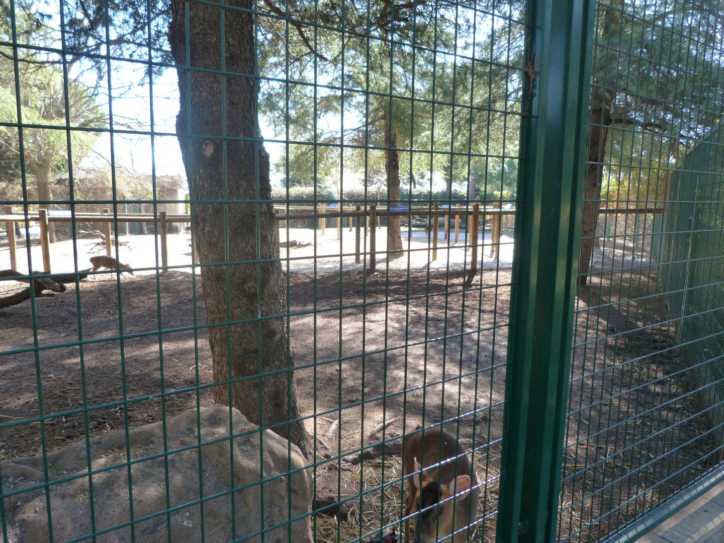 Reeves' muntjac and Ring-necked pheasant exhibit -Faunia (2025)