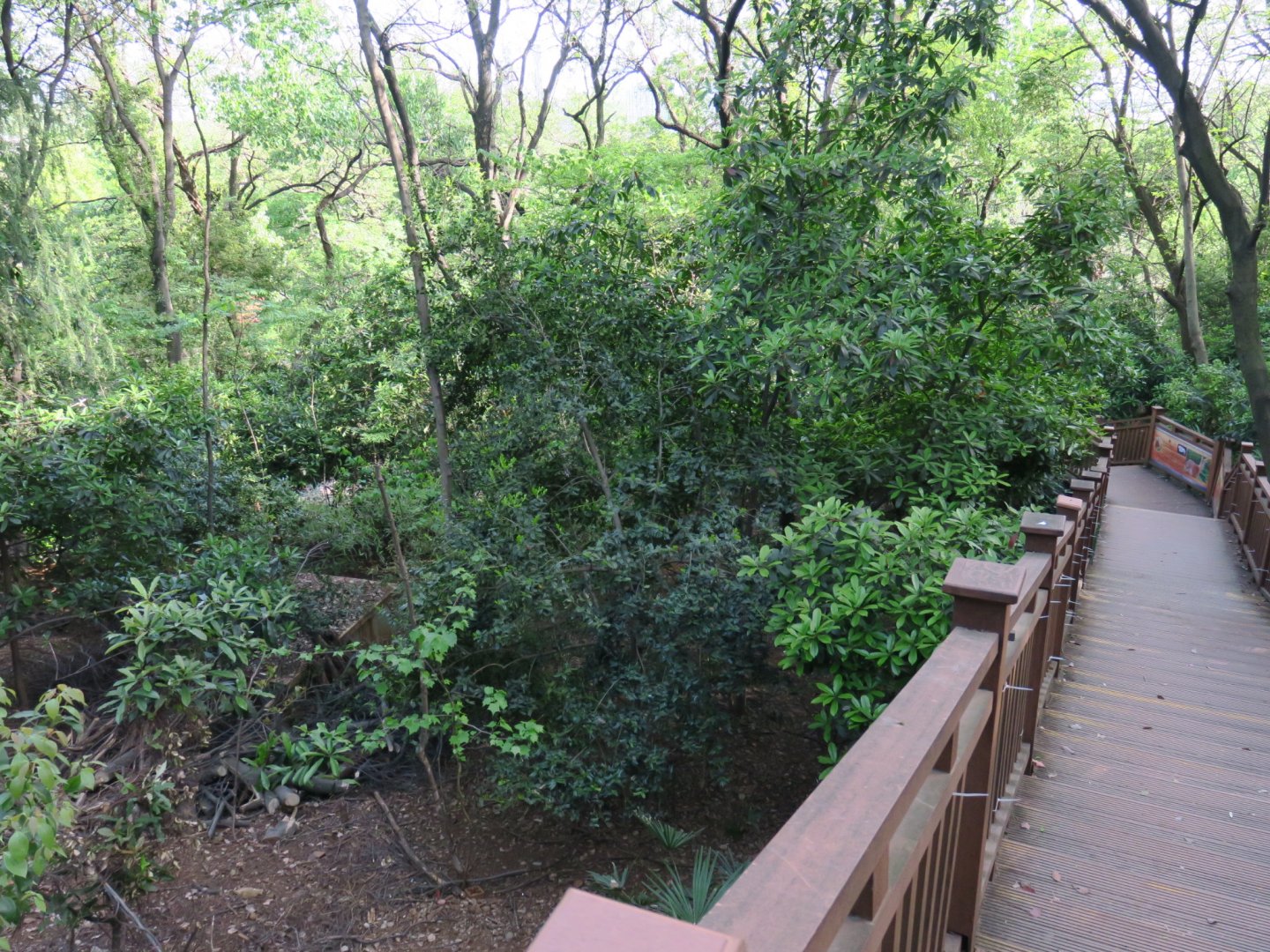 Reeve's muntjac and river deer exhibit