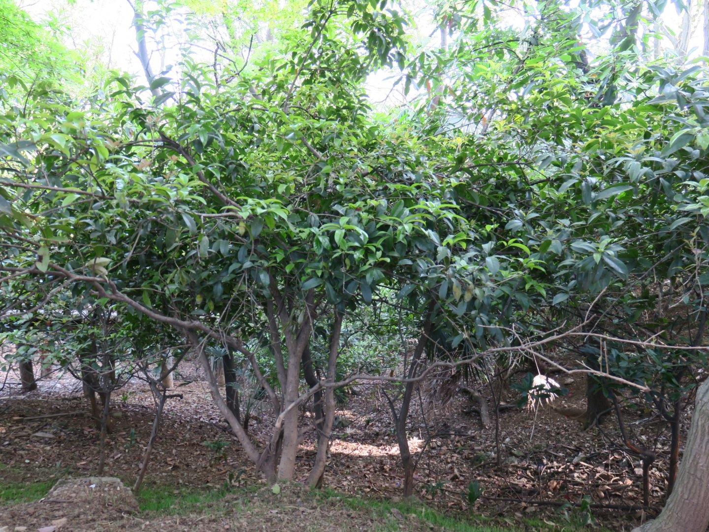 Reeve's muntjac and river deer exhibit