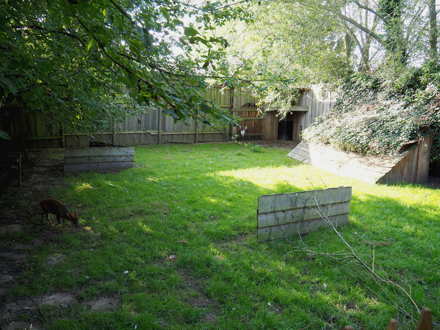 Reeves' muntjac and White-naped crane exhibit, 2020-09-12