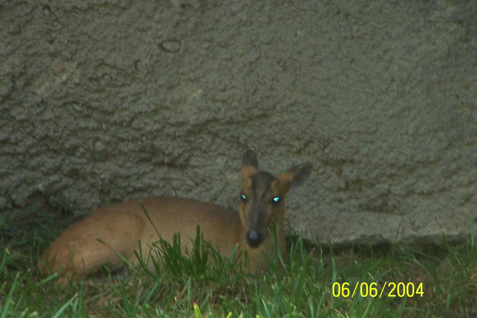 Reeve's Muntjac ~ Asia Quest