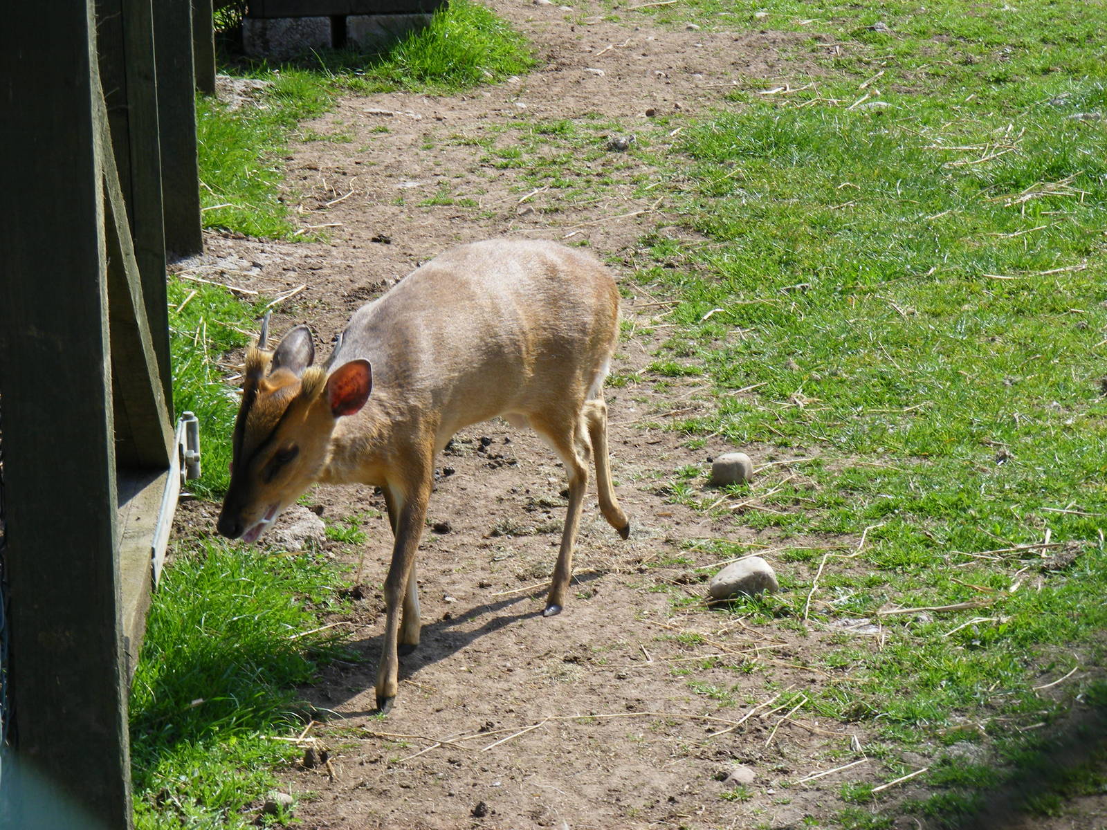 Reeve's muntjac at Fife Animal Park, 18 May 2010