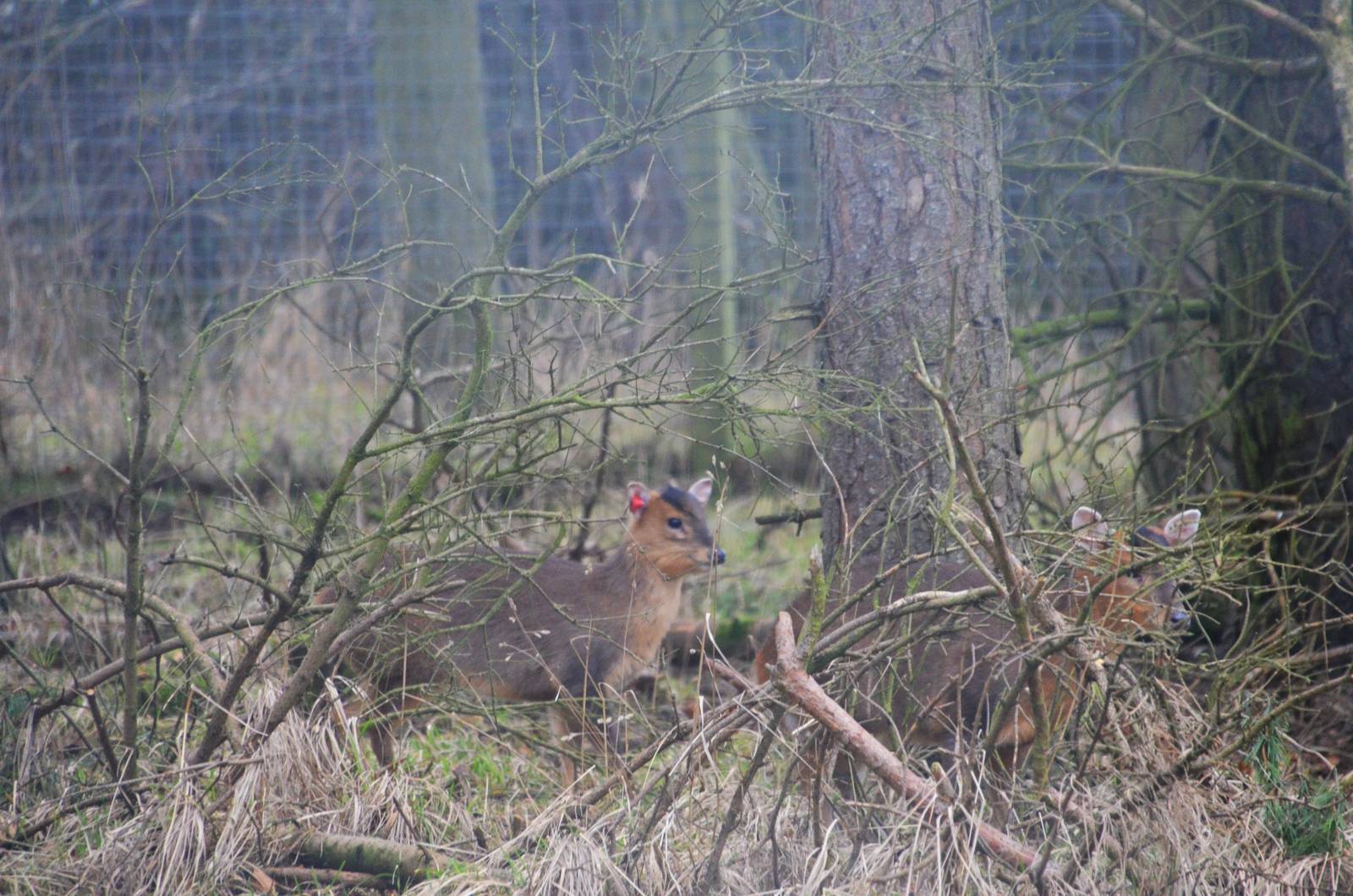 Reeves' Muntjac at the Scottish Deer Centre, 06/02/16